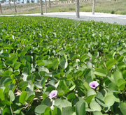 Ipomoea pes - caprae, Railroad Vine or Railway Creeper - Greensouq -