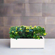Ixora Coccinea in Rectangular Fiber Glass Planter (GRP) (100x30x30cm) - Greensouq -