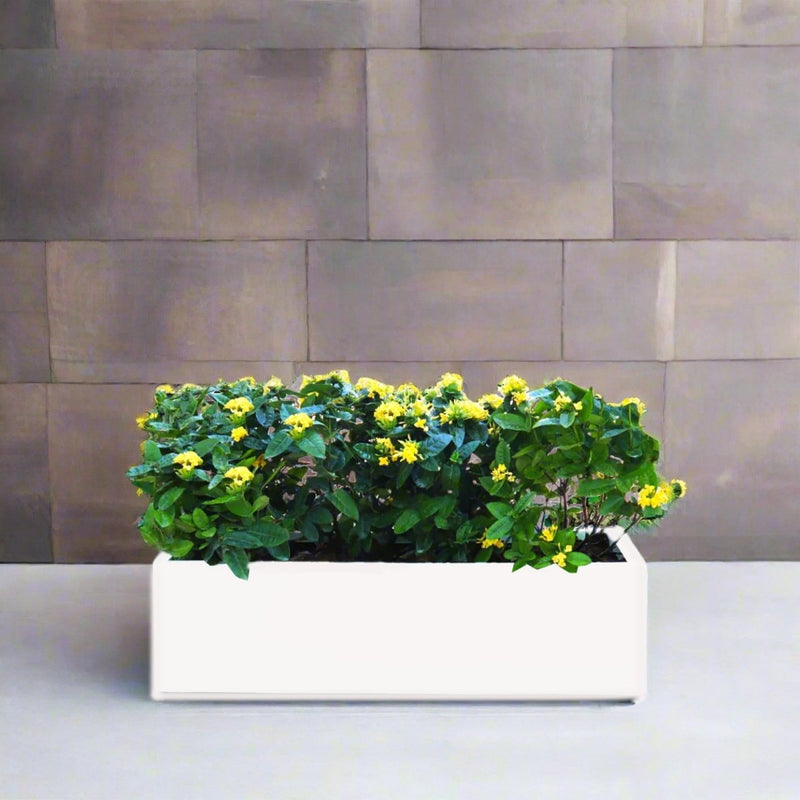 Ixora Coccinea in Rectangular Fiber Glass Planter (GRP) (100x30x30cm) - Greensouq -