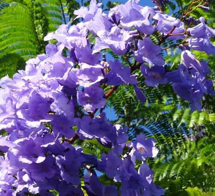 Jacaranda Mimosifolia "Blue jacaranda - Black Poui" - Greensouq -