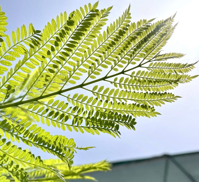 Jacaranda Mimosifolia "Blue jacaranda - Black Poui" - Greensouq -