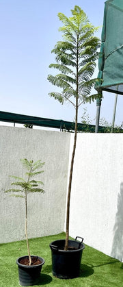 Jacaranda Mimosifolia "Blue jacaranda - Black Poui" - Greensouq -