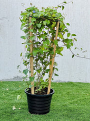Jacquemontia Pentantha "Sky Blue Cluster Vine" - Greensouq -