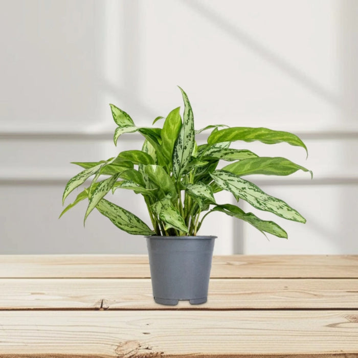 Aglaonema “Silver Queen” Chinese Evergreen Plant