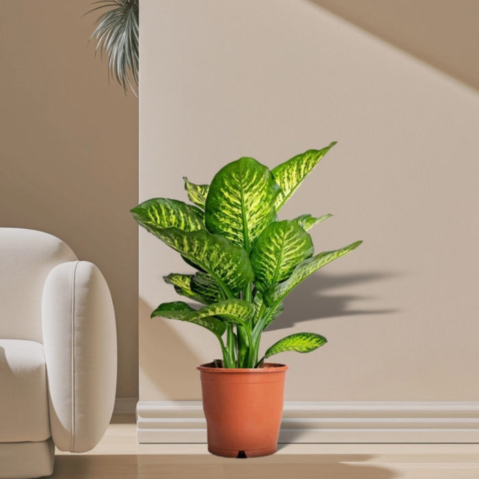 Dieffenbachia Seguine Or Maroba