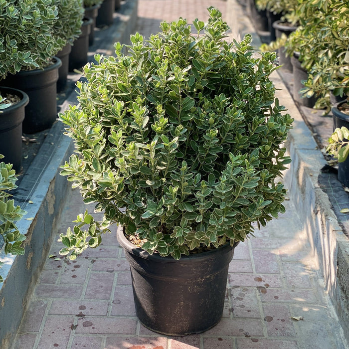 japonica enyoumus