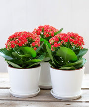 Kalanchoe Blossfeldiana or Flaming Katy - Greensouq -