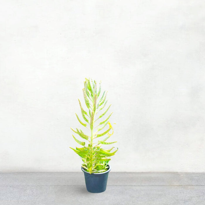 Kalanchoe Houghtonii | Mother of Thousands" or "Devil's Backbone," - Greensouq -
