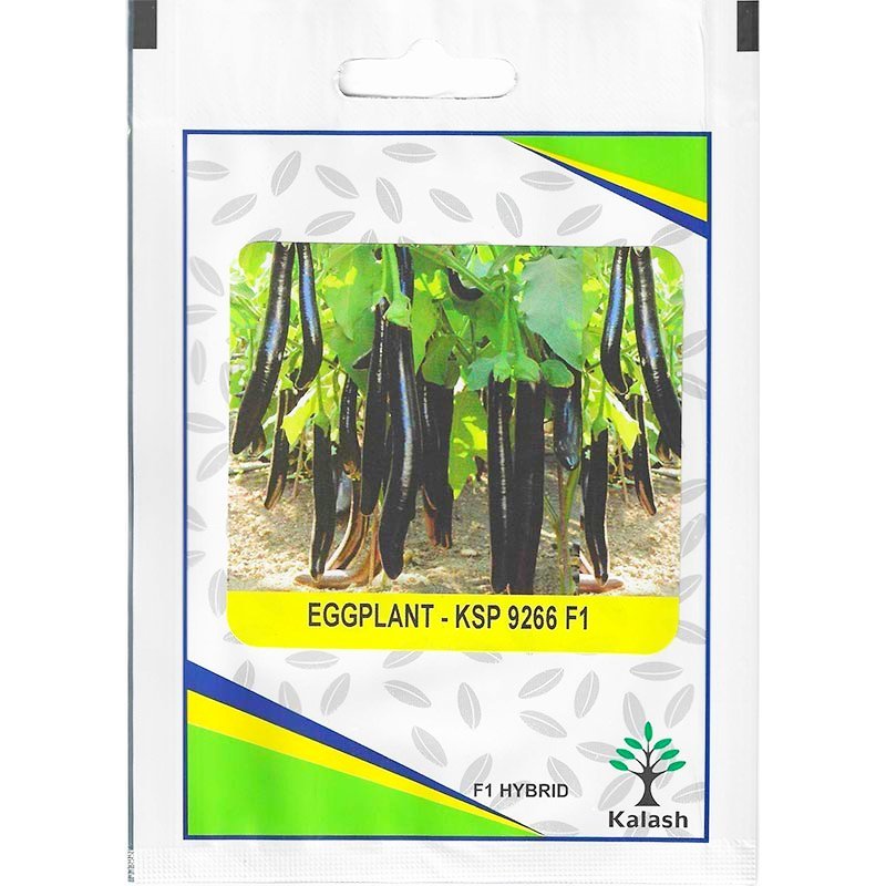 Kalash Eggplant KSP 9266 F1 Hybrid Premium Quality Seeds - Eggplant Seeds / Greensouq -