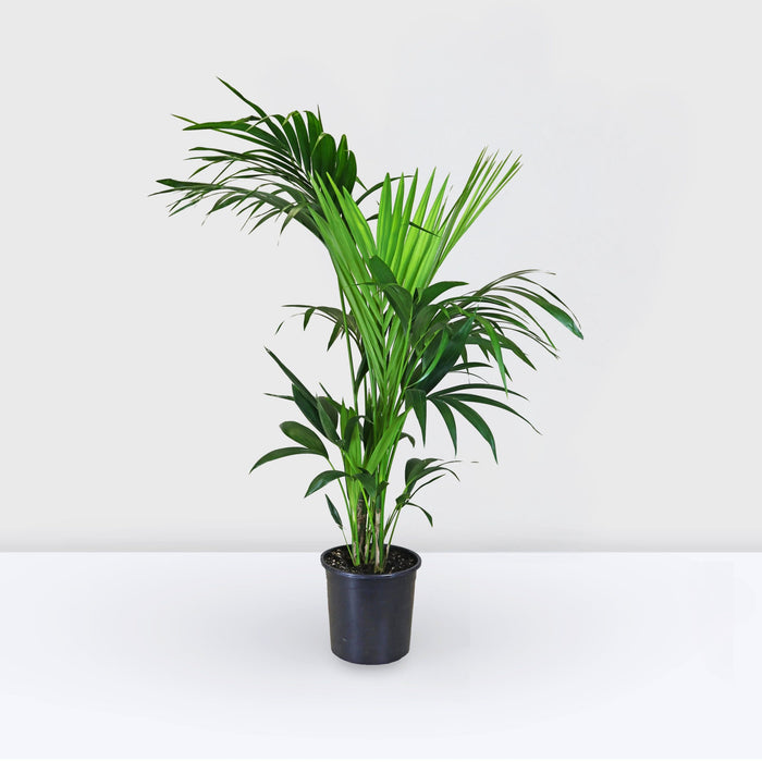 Howea forsteriana, Kentia Palm or Thatch Palm