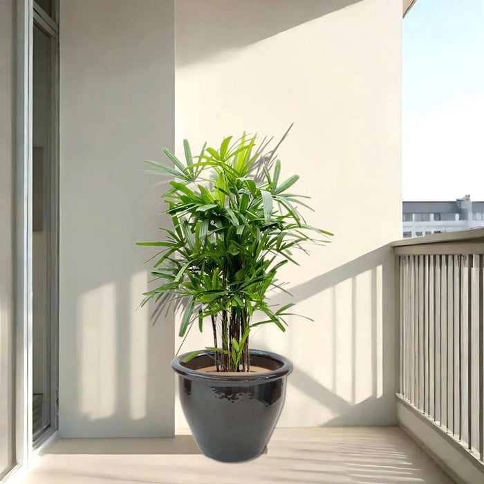 lady palm in black rolled rim pot