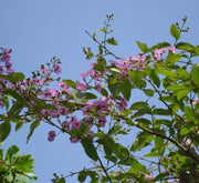 Lagerstroemia Loudonii, Salao Flower or Pink Flower Tree 3.5 - 4.0m - Greensouq -