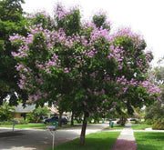 Lagerstroemia Loudonii, Salao Flower or Pink Flower Tree 3.5 - 4.0m - Greensouq -