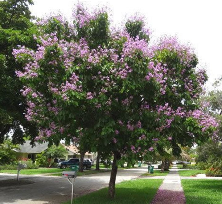 Lagerstroemia Loudonii, Salao Flower or Pink Flower Tree 3.5 - 4.0m - Greensouq -