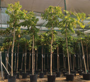 Lagerstroemia Loudonii, Salao Flower or Pink Flower Tree 3.5 - 4.0m - Greensouq -