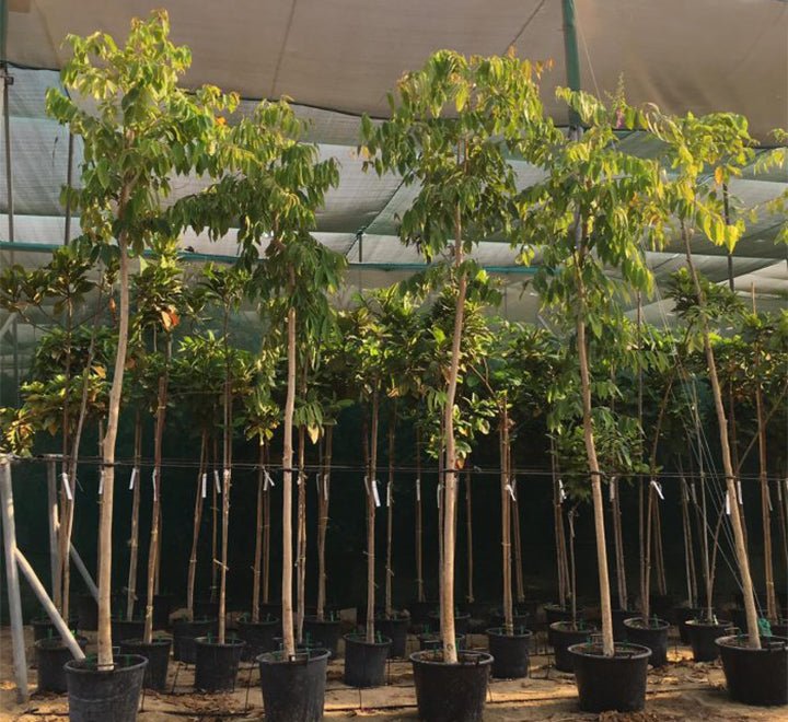 Lagerstroemia Loudonii, Salao Flower or Pink Flower Tree 3.5 - 4.0m - Greensouq -