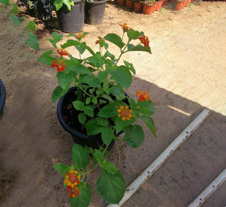 Lantana Camara "Red Sage" 30 - 40cm - Greensouq -
