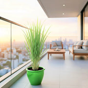 Lemon Grass / Citronella or Cymbopogon Citratus 40 - 60cm عشبة ليمون. - Greensouq -