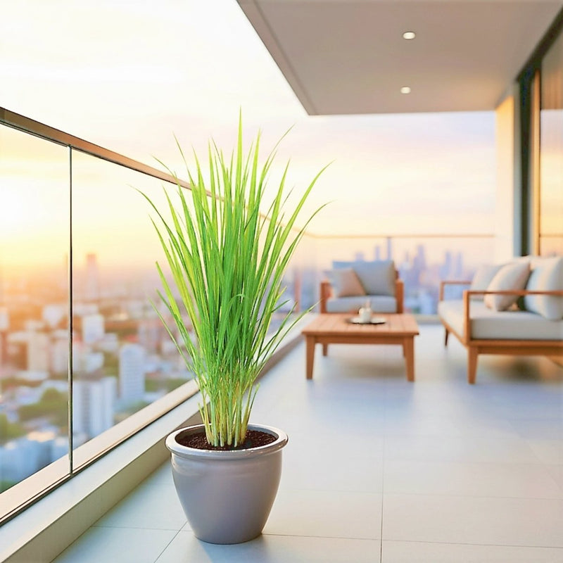 Lemon Grass / Citronella or Cymbopogon Citratus 40 - 60cm عشبة ليمون. - Greensouq -