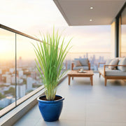 Lemon Grass / Citronella or Cymbopogon Citratus 40 - 60cm عشبة ليمون. - Greensouq -
