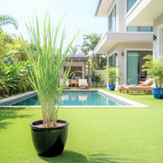 Lemon Grass / Citronella or Cymbopogon Citratus 40 - 60cm عشبة ليمون. - Greensouq -