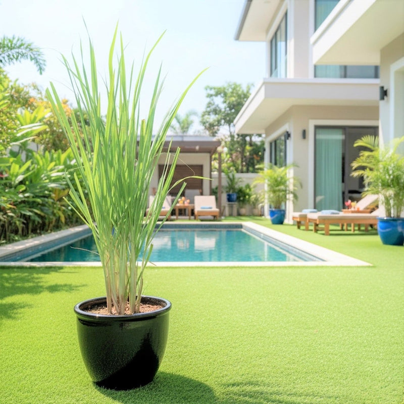 Lemon Grass / Citronella or Cymbopogon Citratus 40 - 60cm عشبة ليمون. - Greensouq -
