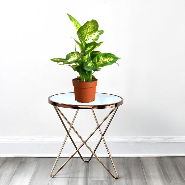 Dieffenbachia (Compacta, Dumb Cane, Leopard Lilly) default pot