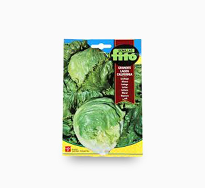 Lettuce Grandes Lagos California 6g - Fito - Greensouq -