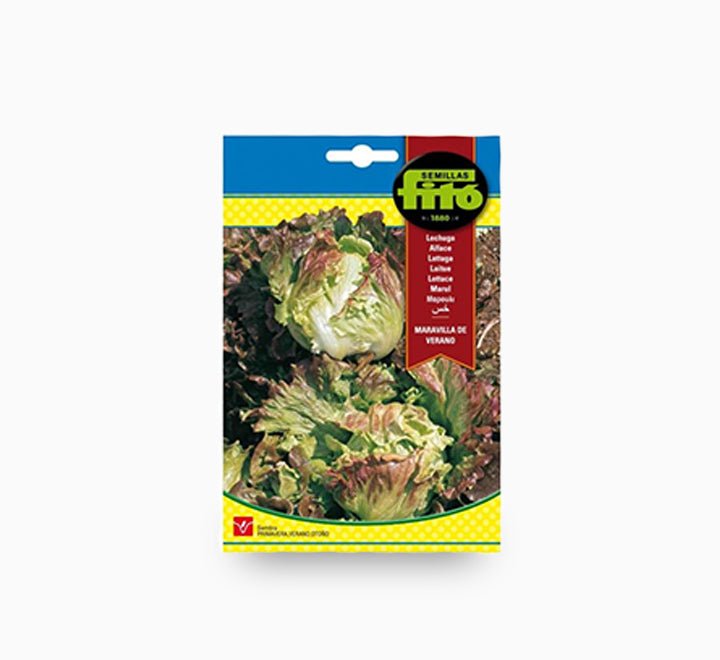 Lettuce Summer Marvel - Fito - Greensouq -