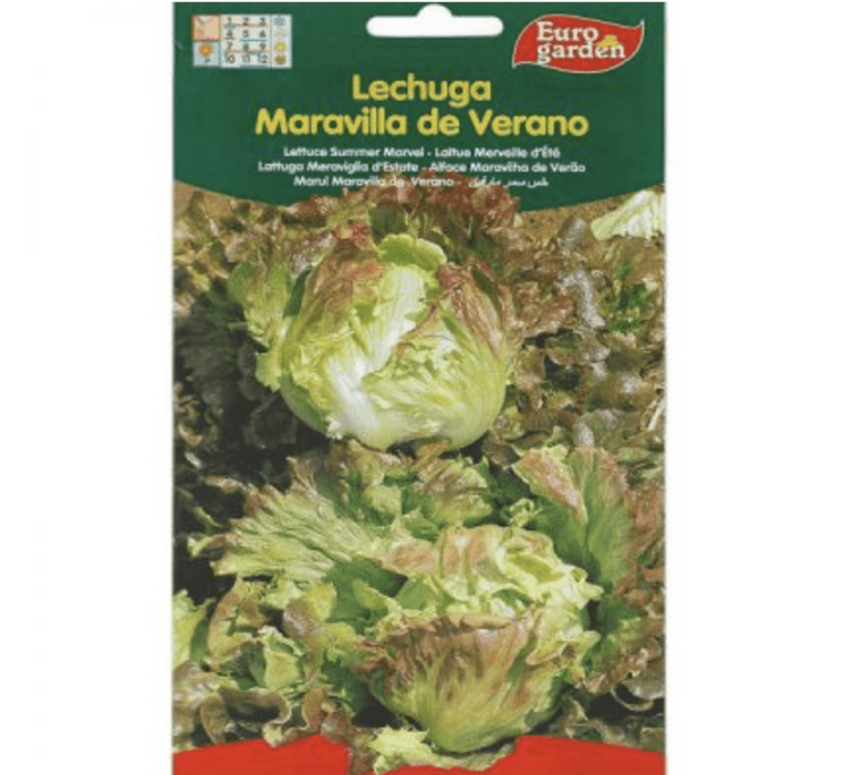 Lettuce Summer Marvel Premium Quality Seeds by EuroGarden - Greensouq -