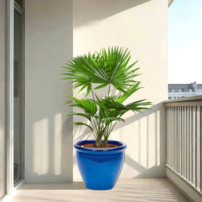 Livistona Palm | Chinese Fan palm in Rolled Rim Pot - Greensouq -