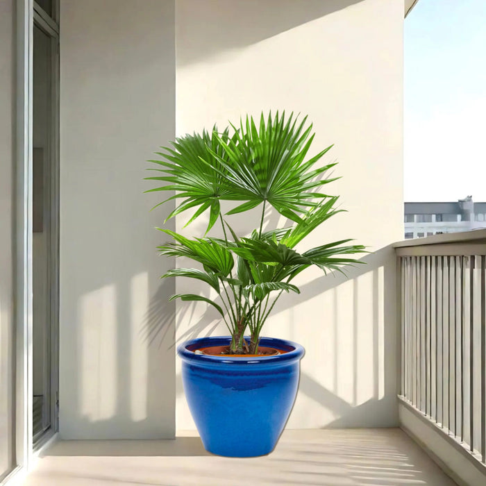 livistonia palm in blue rolled rim pot