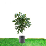 Longan Fruit 1.2 - 1.5m - Greensouq -