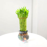 Lucky Bamboo Fish Bowl "70cm Height" - Greensouq -