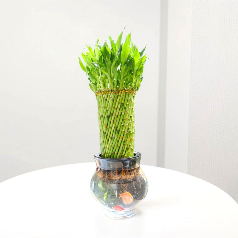 Lucky Bamboo Fish Bowl "70cm Height" - Greensouq -