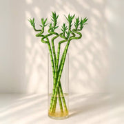 Lucky Bamboo | Indoor Bamboo Plants Sticks, Water indoor bamboo | الخيزران محظوظا - Greensouq -