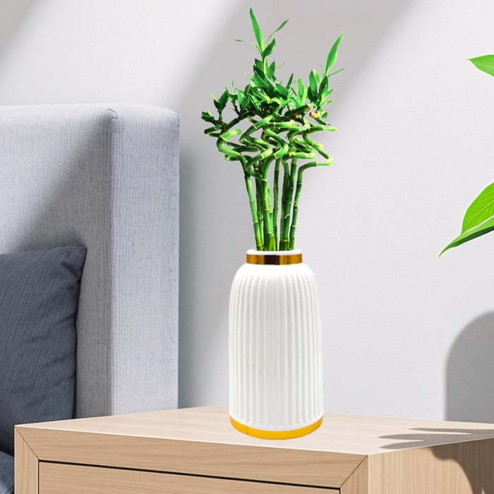 Lucky Bamboo | Indoor Bamboo Plants Sticks, Water indoor bamboo | الخيزران محظوظا - Greensouq -