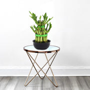 Lucky Bamboo Steps - Greensouq -