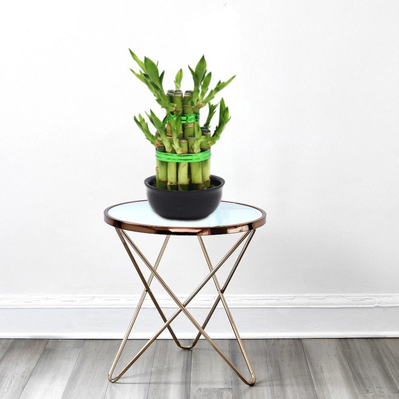 Lucky Bamboo Steps - Greensouq -