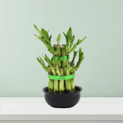 Lucky Bamboo Steps - Greensouq -