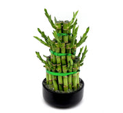 Lucky Bamboo Steps - Greensouq -