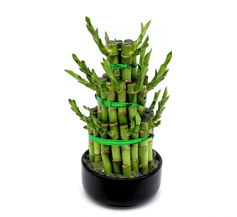 Lucky Bamboo Steps - Greensouq -