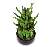 Lucky Bamboo Steps - Greensouq -