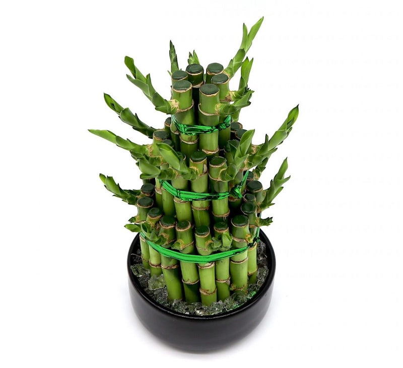 Lucky Bamboo Steps - Greensouq -