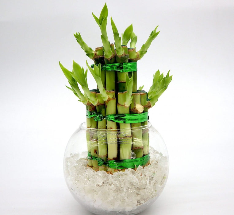 Lucky Bamboo Two Step in Transparent pot - Greensouq -