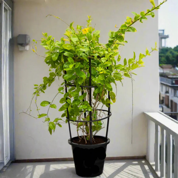 Mandevilla Splendens Or Yellow Bell Climber
