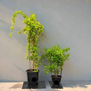 Mandevilla Splendens Or Yellow Bell Climber - Greensouq -
