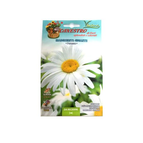 Marghrita Gigante Seeds by CANESTRO - Greensouq -