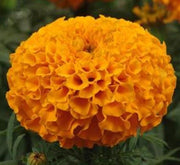 Marigold Plant - Greensouq -