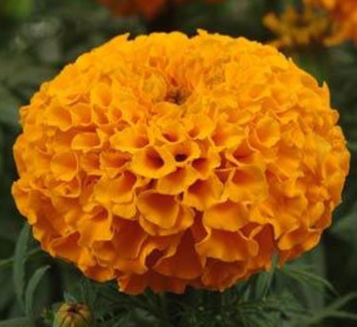 Marigold Plant - Greensouq -